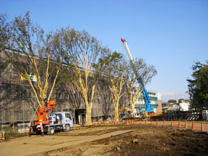 高木植栽工事、庭木の剪定、伐採、消毒、害虫駆除