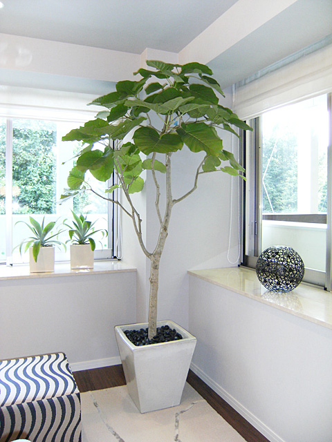 モデルルーム　清清しい白の鉢と大きめの観葉植物が癒しの空間を演出