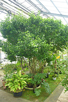 屋内用高木