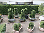 トピアリー
